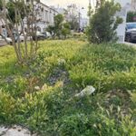 Il verde urbano soffocato da incuria e degrado: pronto il nuovo numero della rubrica “Lo sapevate che”.