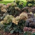 La “rivoluzione” del verde in Villa Garibaldi: già appassite le ortensie poste ad abbellire le nuove aiuole